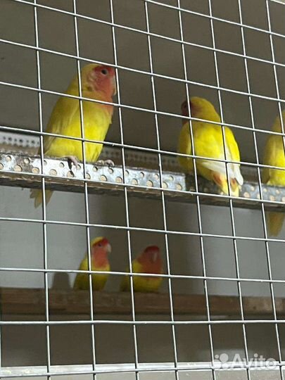 Попугай Неразлучники