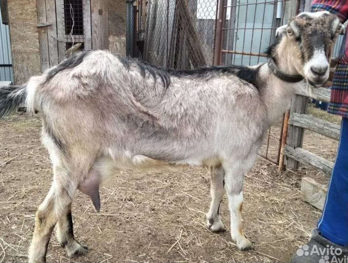 Козье молоко