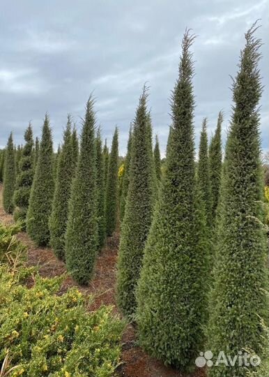 Туи Смарагд крупномер