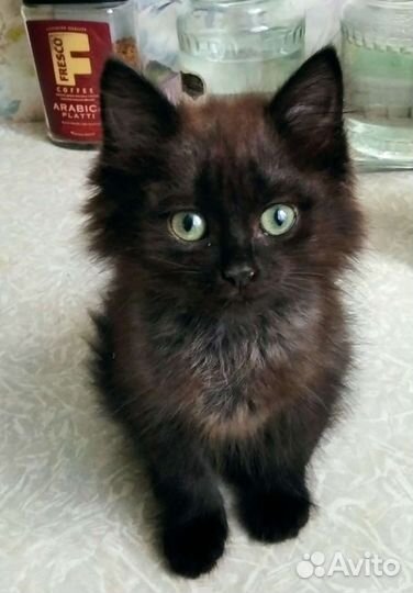 Кошка в дар