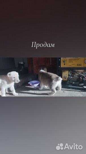 Щенки сао алабай