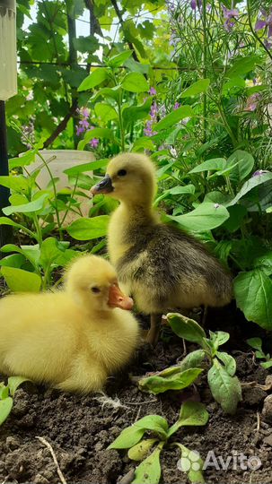 Гусята,индоутята