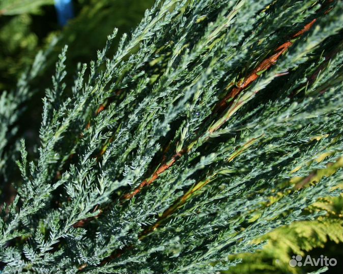 Можжевельник блю эрроу