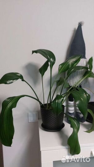 Эухарис амазонская лилия