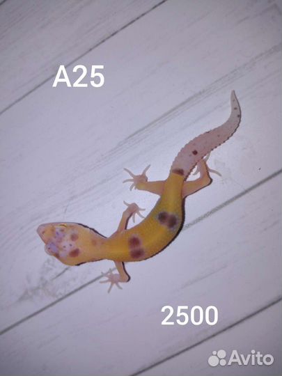 Эублефары, леопардовый геккон, ящерица