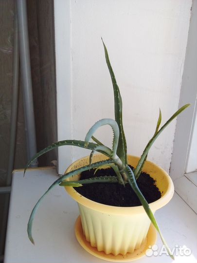 Алоэ молодой