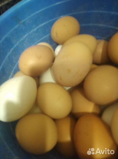 Домашние куриные яйца