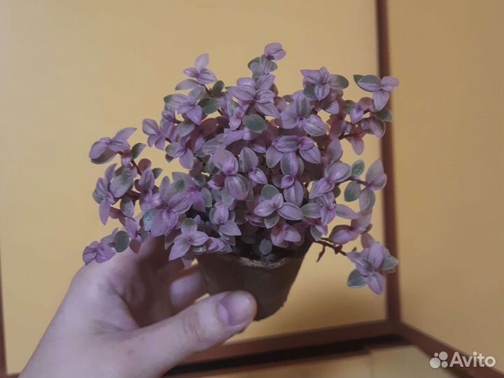Каллезия