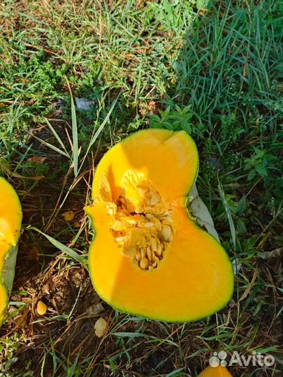 Тыква самсон