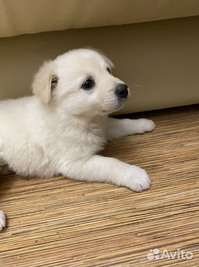 Передержка животных