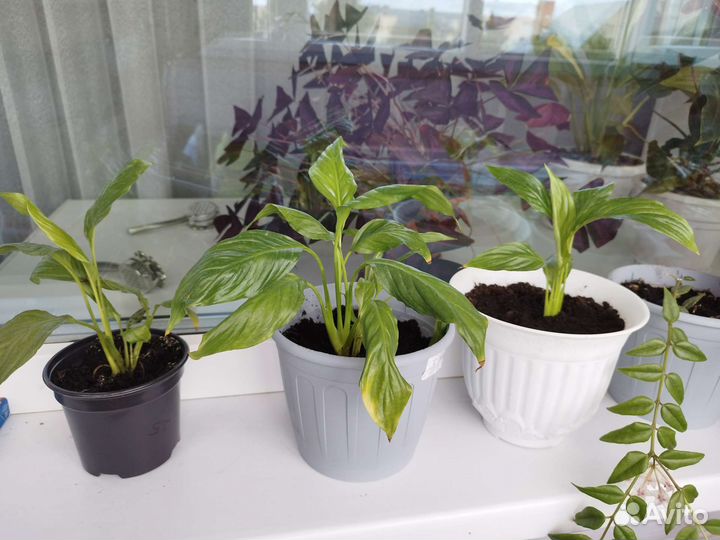 Отростки женского счастья