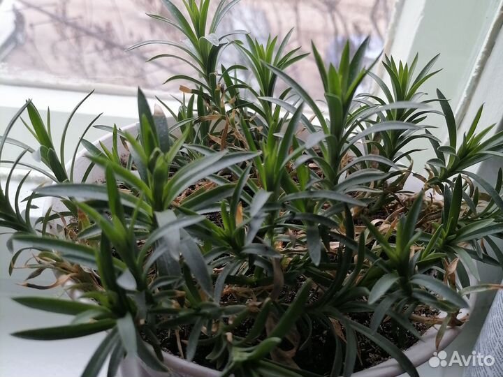 Комнатные цветы