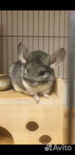 2 шиншиллы-девочки и клетка Credo 140 см