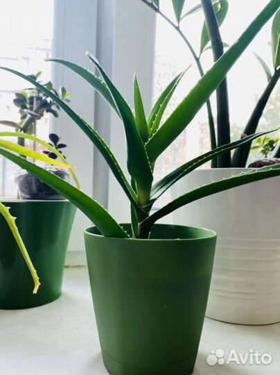 Толстянка, денежное дерево, алоэ