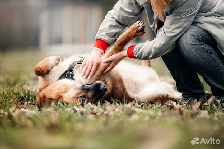 Собака в добрые руки