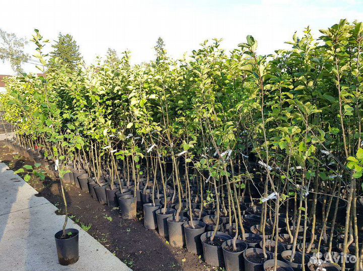 Саженцы яблони