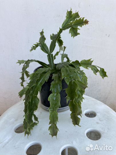 Декабрист / Зигокактус Шлюмбергера