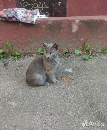 Кошечка Шелли