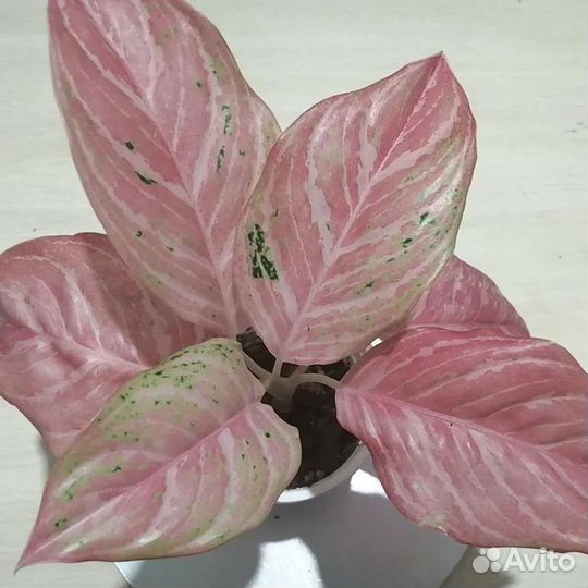 Аглаонема Бидадари