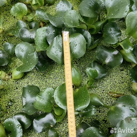 Эйхорния (водный гиацинт)