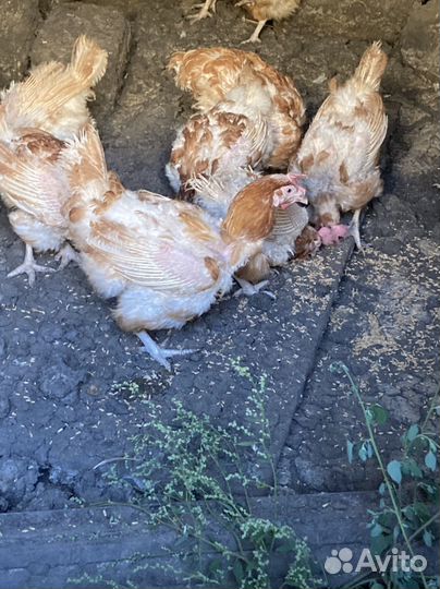 Куры несушки