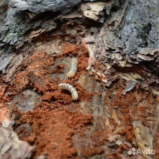 Обработка и лечение деревьев от грибка и короеда