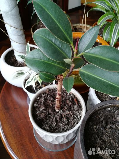 Комнатные растения