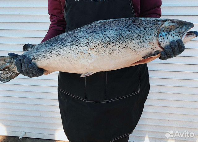 Семга свежемороженая