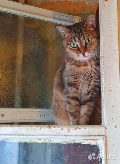 Кошечка Мэгги нуждается в доме