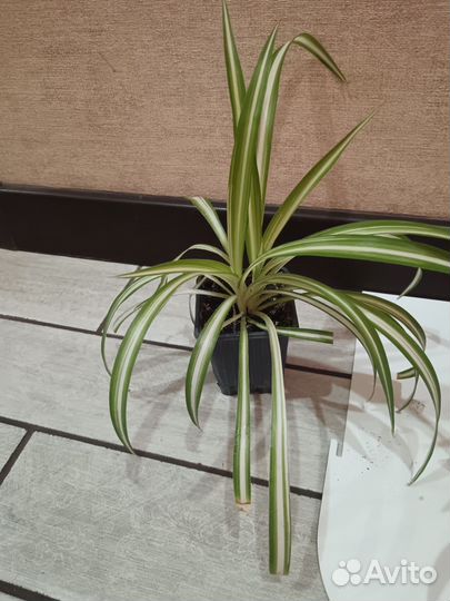 Хлорофитум