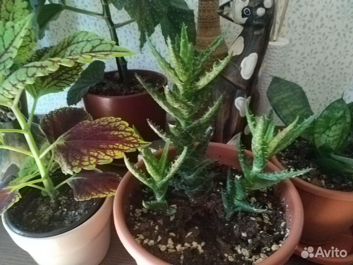 Алоэ растопыреннй