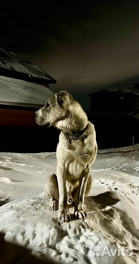 Алабай вязка, родословная