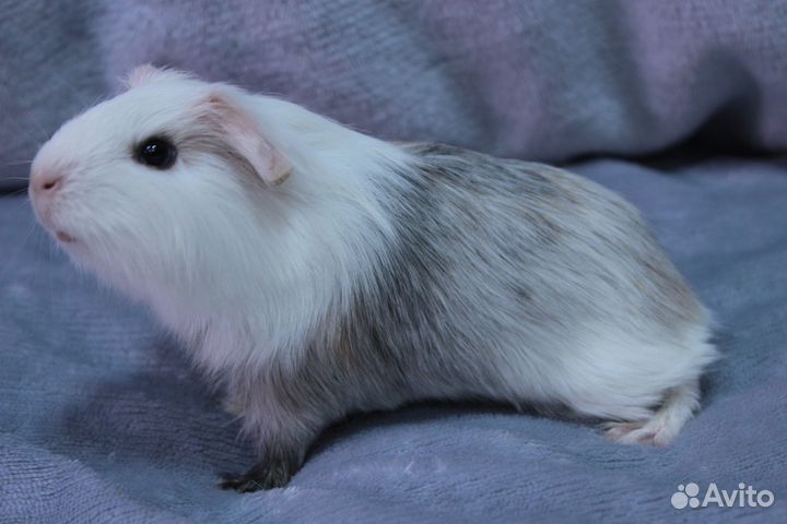 Морская свинка
