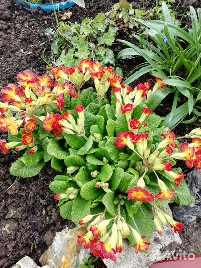 Клубника (усы, рассада, саженцы), цветы