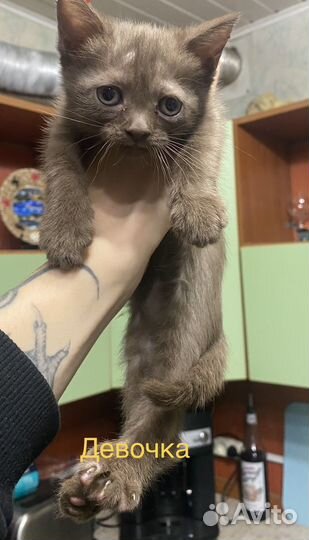Котята в добрые руки