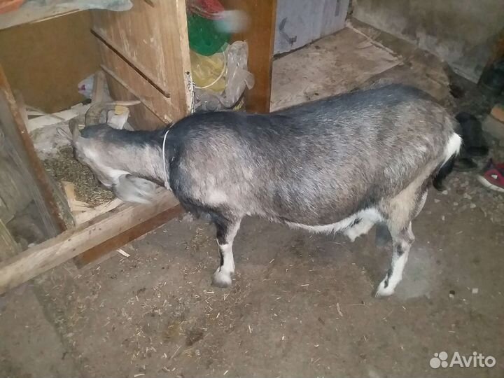 Козы дойные