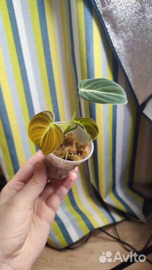 Филодендрон меланохризум детки