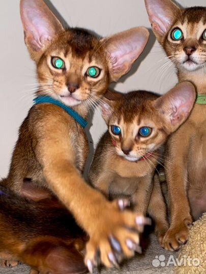 Абиссинский мальчик