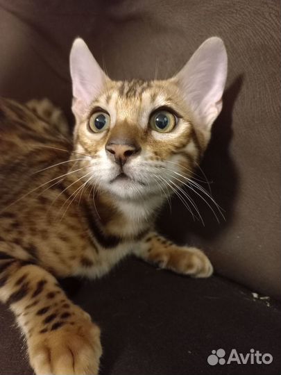 Чистокровные бенгальские котята из питомника Фэнси