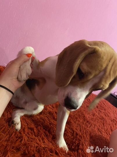 Бигль вязка