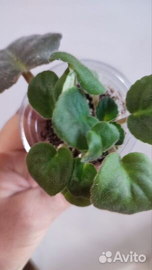 Сортовые фиалки