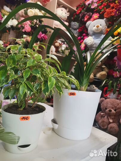 Комнатные растения