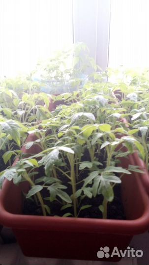 Рассада томатов