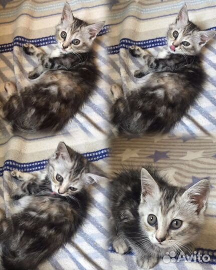 Шотландские котята