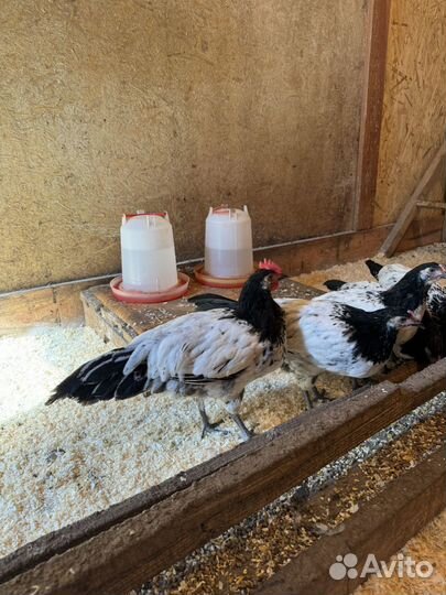 Петухи Лакенфельдер