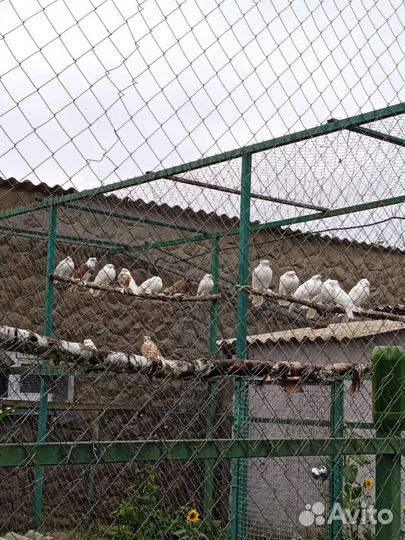 Андежанцы белые