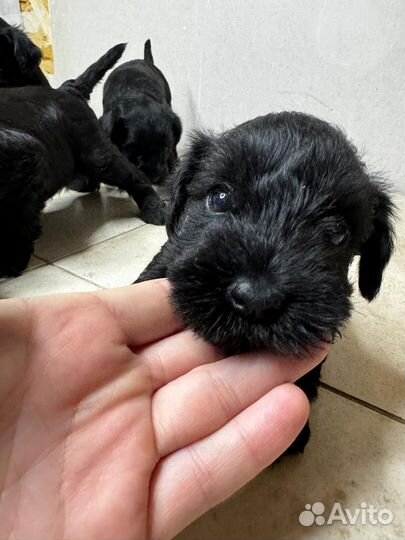 Щенки цвергшнауцера