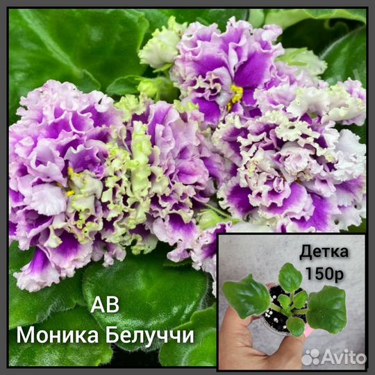 Фиалки детки