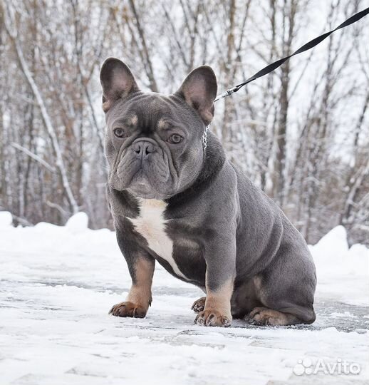 Французский бульдог кобель вязка