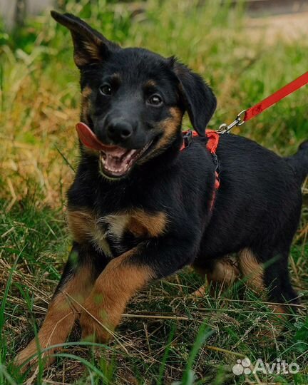 Собака в добрые руки отдам бесплатно